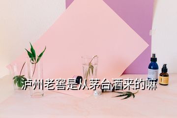 泸州老窖是从茅台酒来的嘛