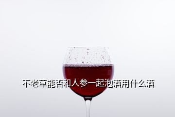 不老草能否和人参一起泡酒用什么酒