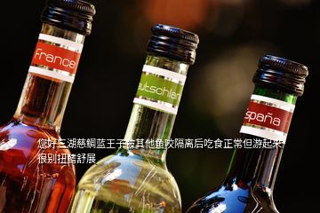 您好三湖慈鲷蓝王子被其他鱼咬隔离后吃食正常但游起来很别扭鳍舒展