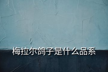 梅拉尔鸽子是什么品系