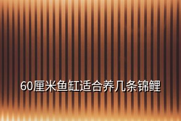 60厘米鱼缸适合养几条锦鲤