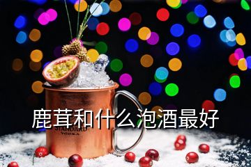 鹿茸和什么泡酒最好