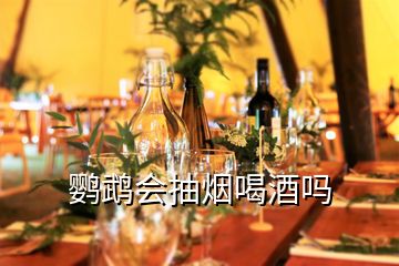 鹦鹉会抽烟喝酒吗