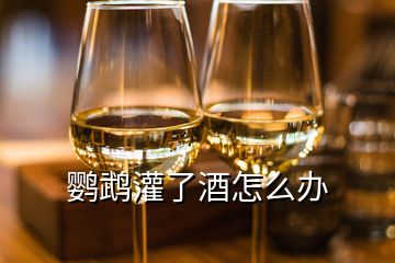 鹦鹉灌了酒怎么办