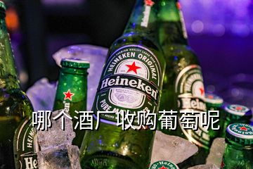 哪个酒厂收购葡萄呢