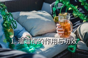 1. 溜溜梅的作用与功效