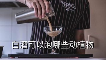 白酒可以泡哪些动植物