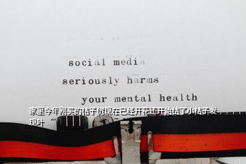 家里今年刚买的桔子树现在已经开花还开始结了小桔子发现叶