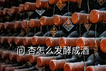 问 杏怎么发酵成酒