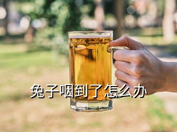 兔子咽到了怎么办