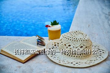 长得和高粱很像的一种农作物叫什么