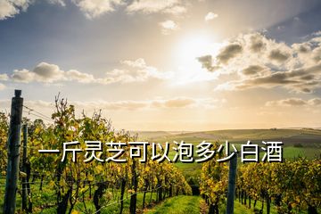 一斤灵芝可以泡多少白酒