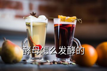 酵母怎么发酵的