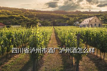 四川省泸州市酒厂泸州酒怎么样