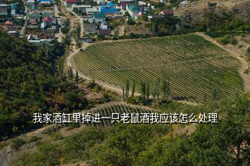 我家酒缸里掉进一只老鼠酒我应该怎么处理