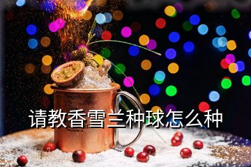 请教香雪兰种球怎么种