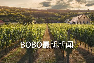 BOBO最新新闻