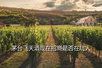 茅台飞天酒现在招商是否在坑人