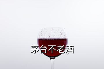 茅台不老酒