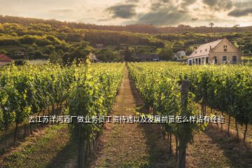 去江苏洋河酒厂做业务员工资待遇以及发展前景怎么样请有经验