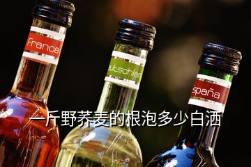 一斤野荞麦的根泡多少白洒