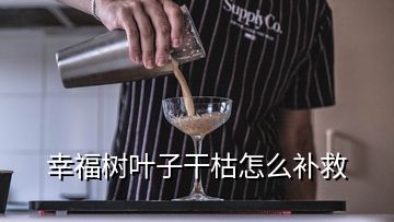 幸福树叶子干枯怎么补救