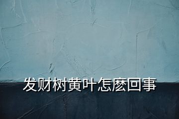 发财树黄叶怎麽回事