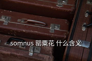 somnus 罂粟花 什么含义