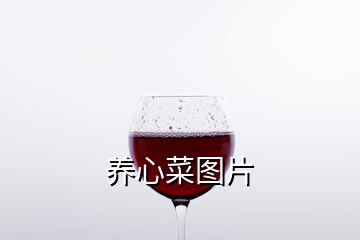 养心菜图片