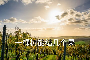 一棵树能结几个果