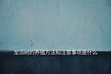 龙须树的养殖方法和注意事项是什么