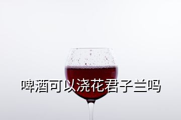 啤酒可以浇花君子兰吗