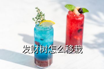 发财树怎么移栽