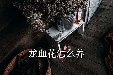 龙血花怎么养