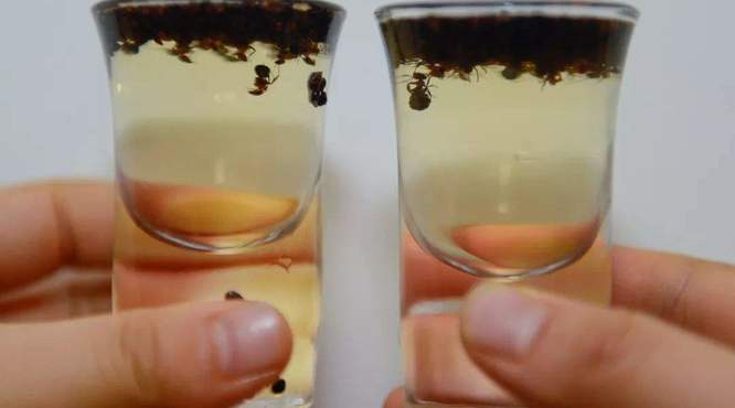 蚂蚁泡酒有什么功效？蚂蚁泡酒治疗风湿病