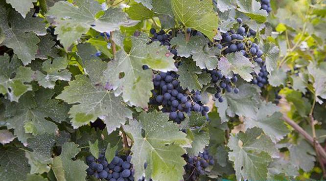 做优河北省葡萄酒产业：培育知名品牌，提升产品品质