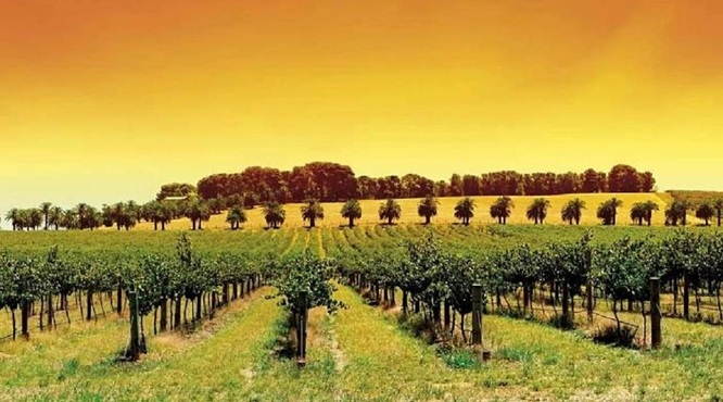 澳大利亚红酒哪个产区好？澳大利亚红酒十大知名产区