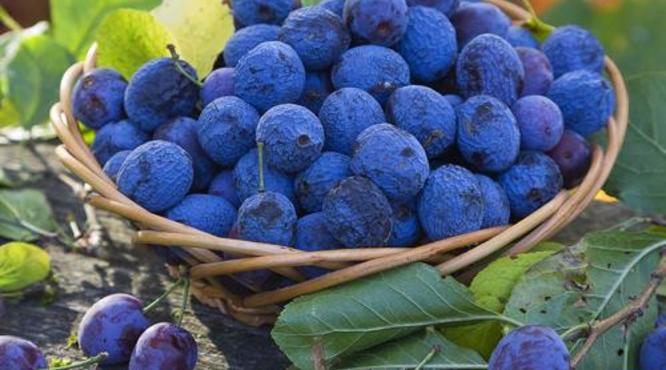 蓝莓可以泡酒喝吗?蓝莓泡酒比例是多少