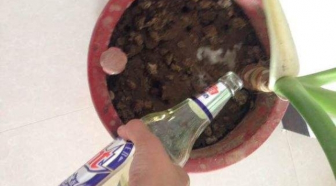 啤酒浇花用量