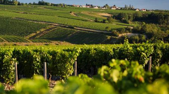 法国葡萄酒产区及排名