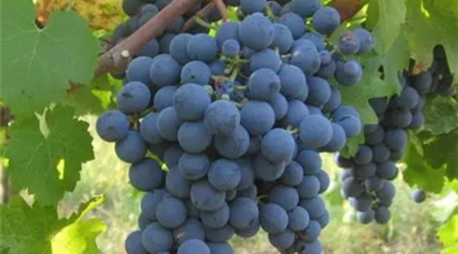 意大利葡萄品种蒙特布