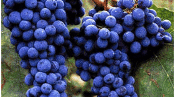 意大利葡萄品种桑娇维塞