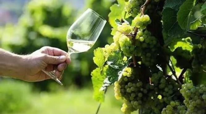 德国适合酿造葡萄酒的葡萄