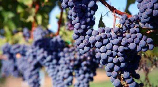 波尔多产区主要产什么葡萄酒