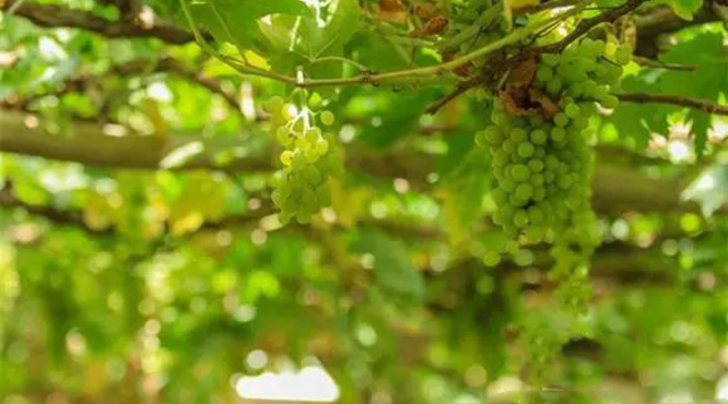 减缓葡萄成熟可提高葡萄酒的色泽及风味