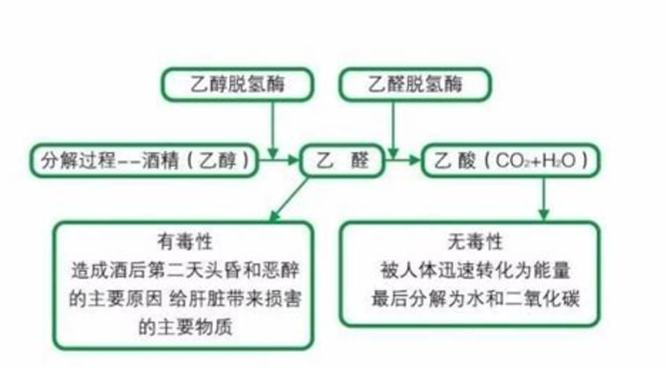 熊胆粉的功效与作用是什么,为什么要醒酒