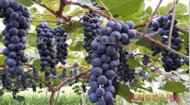 加州中央山谷产区主要的葡萄品种有哪些,中央山谷有多少葡萄品种