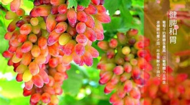 意大利最伟大的红葡萄品种,小的红葡萄叫什么名字
