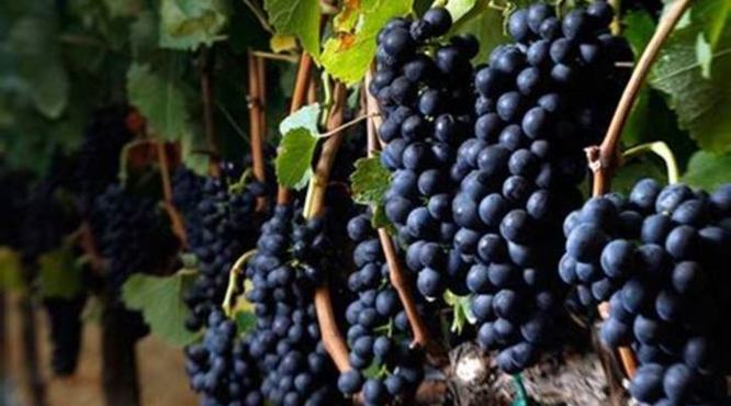 著名酿造红葡萄,红葡萄是怎么酿造的