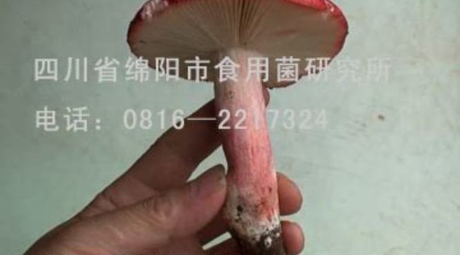 葡萄酒在家怎么保存,干红菌怎么保存